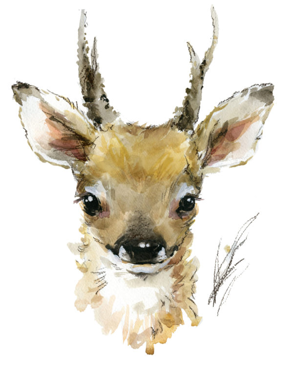 Fawn