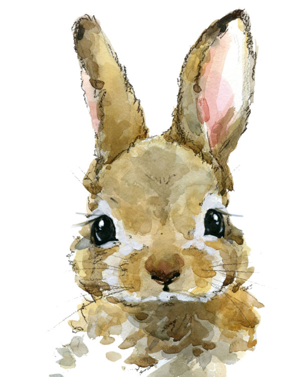 rabbit